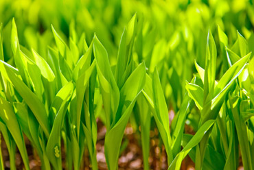 農(nóng)藥除草劑項目工藝轉讓